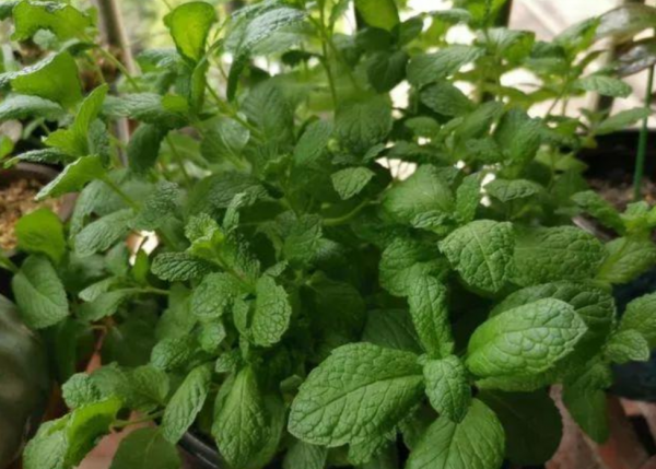 盆栽薄荷怎样种植方法