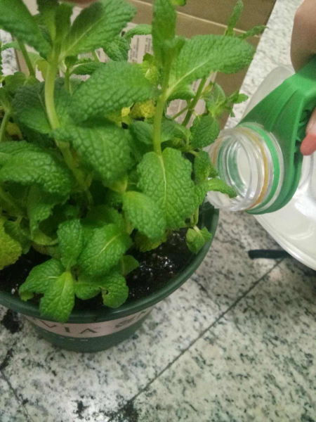 盆栽薄荷怎样种植方法