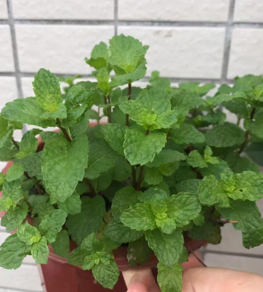 盆栽薄荷怎样种植方法