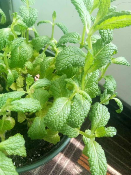 盆栽薄荷怎样种植方法