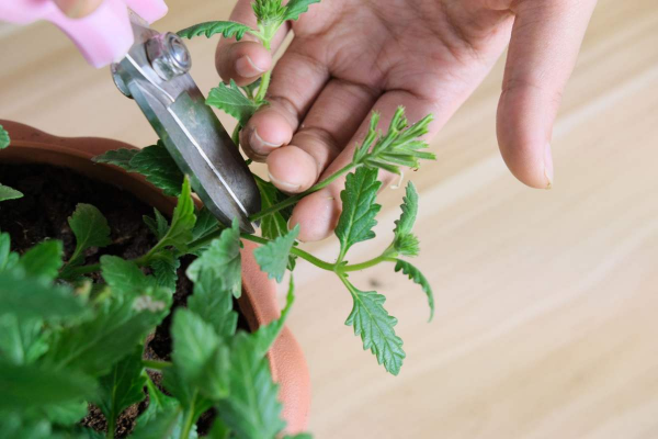 盆栽薄荷怎样种植方法