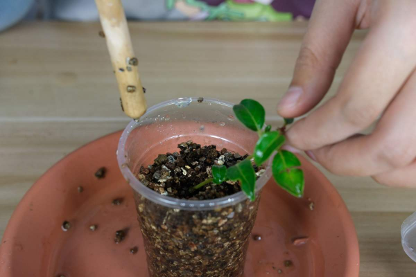 盆栽薄荷怎样种植方法