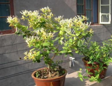 金银花盆栽好养吗 详解金银花的栽培和管理