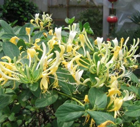 金银花盆栽好养吗