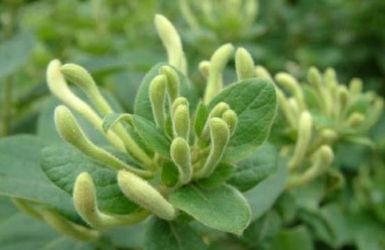 金银花盆栽好养吗