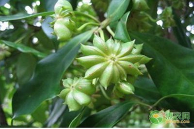 八角树盆栽怎么养 八角盆栽种植方法讲解