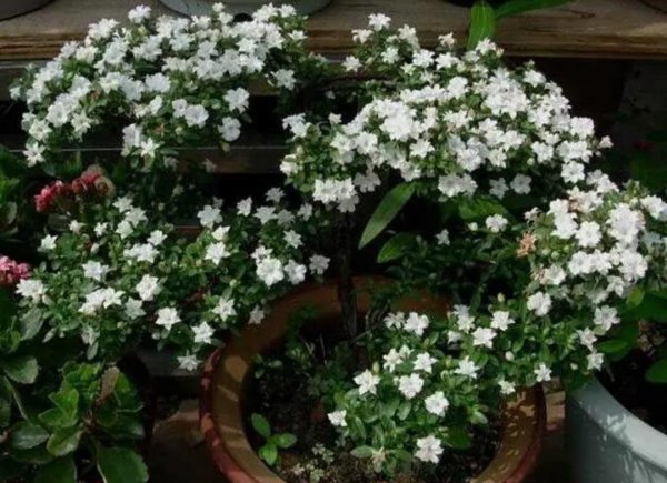 六月雪花怎么养护