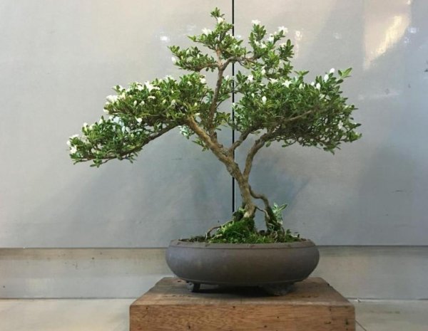 六月雪花怎么养护
