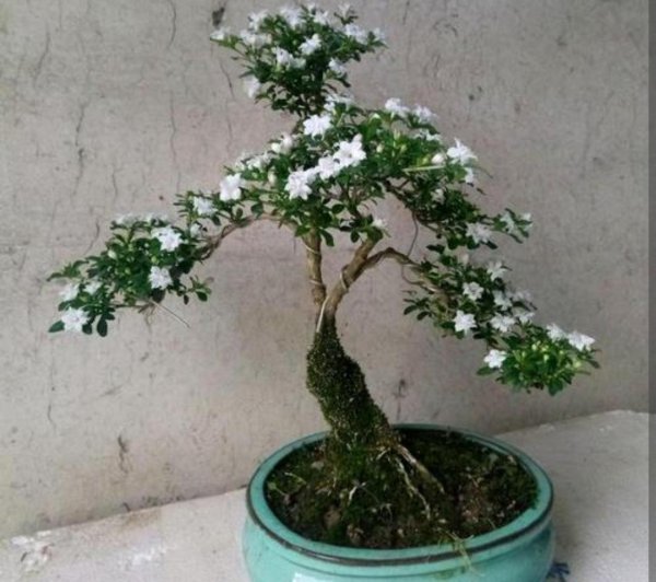 六月雪花怎么养护