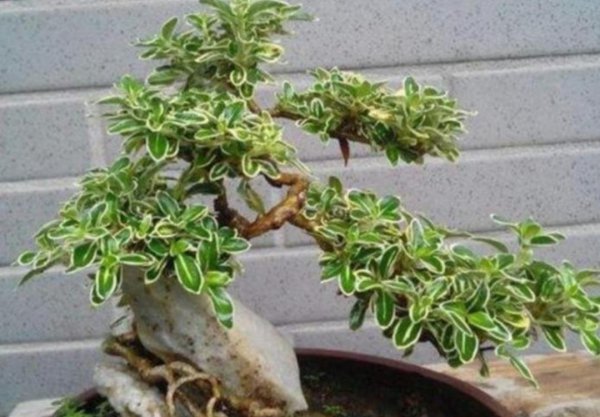 六月雪花怎么养护