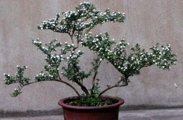六月雪花怎么养护
