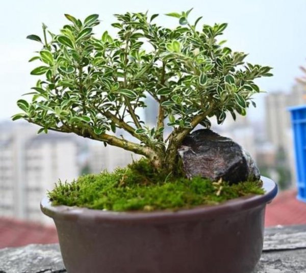 六月雪花怎么养护