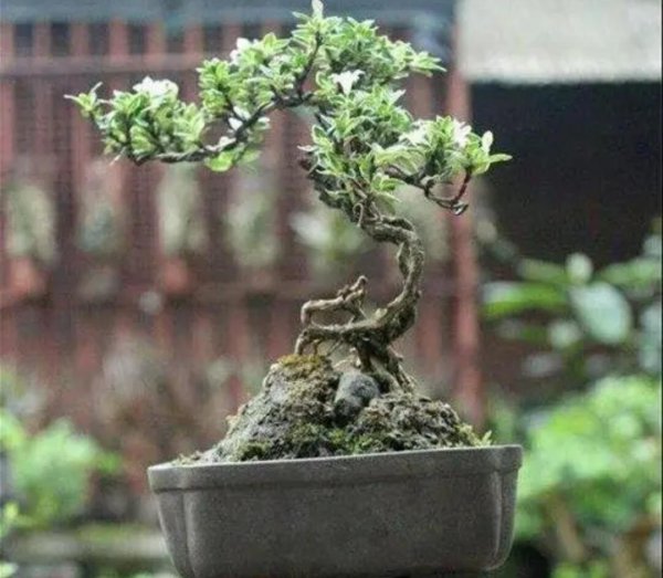 六月雪花怎么养护