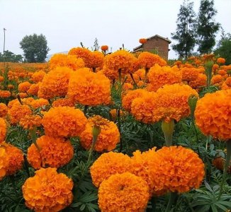 万寿菊怎样种植 盆栽万寿菊的养殖方法