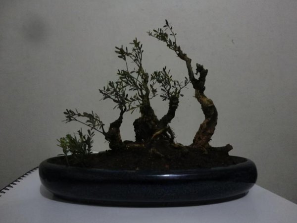 雀舌黄杨盆景怎么养护