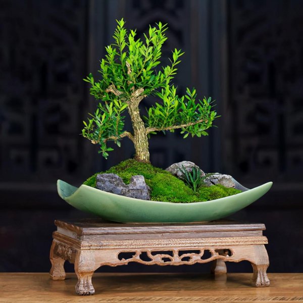 雀舌黄杨盆景怎么养护