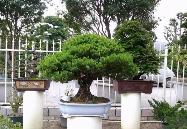雀舌黄杨盆景怎么养护