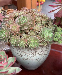 多肉植物怎么养才能长势旺盛 教你多肉的养护知识