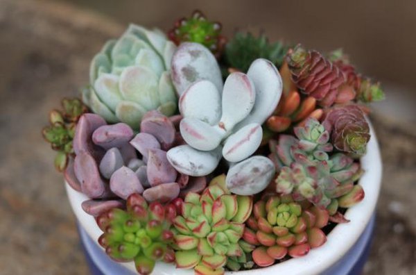 多肉植物怎么养才能长势旺盛