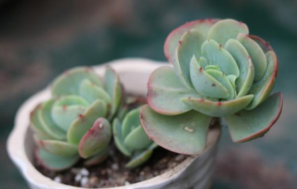 多肉植物怎么养才能长势旺盛