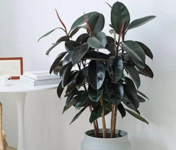 什么植物适合室内养殖