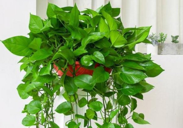 什么植物适合室内养殖