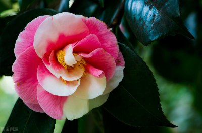 茶花哪个品种好养 茶花勤花好养种类介绍