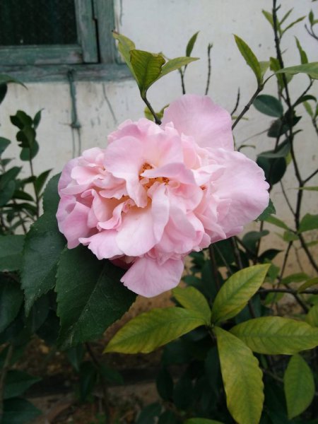 茶花哪个品种好养