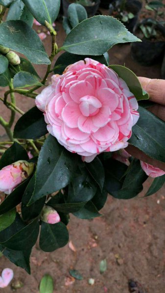 茶花哪个品种好养