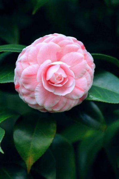 茶花哪个品种好养