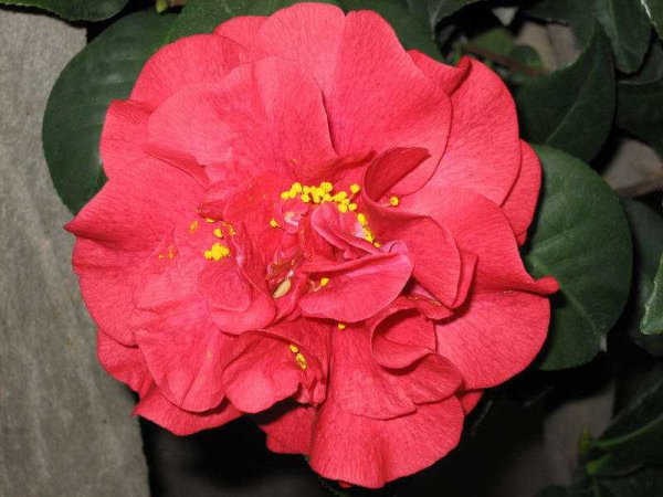 茶花哪个品种好养