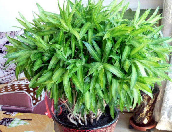 阔叶植物盆栽有哪些