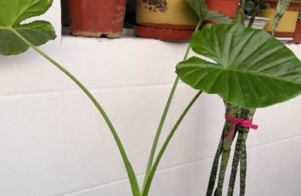阔叶植物盆栽有哪些