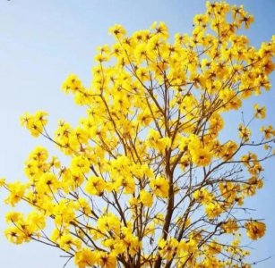 风铃花的寓意是什么 风铃花的花语和象征意义