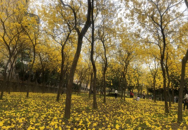 风铃花的寓意是什么