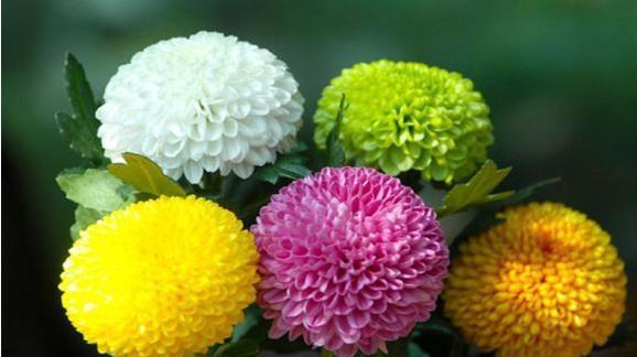 乒乓菊花语是什么意思