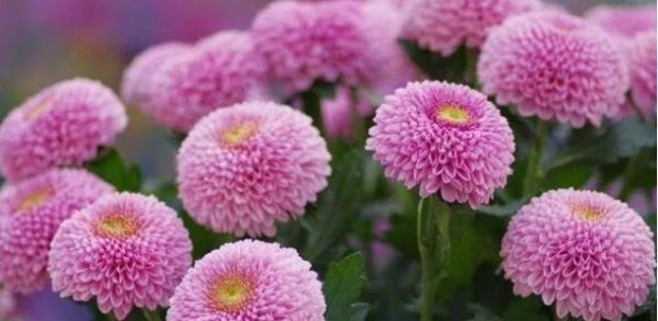 乒乓菊花语是什么意思