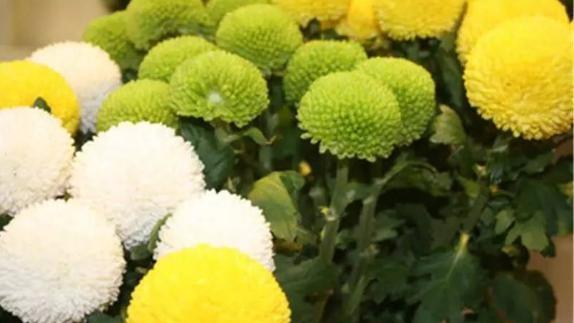 乒乓菊花语是什么意思
