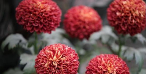乒乓菊花语是什么意思