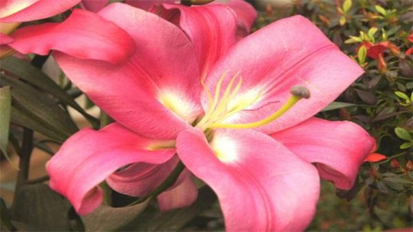 粉色百合花代表什么花语