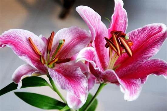 粉色百合花代表什么花语