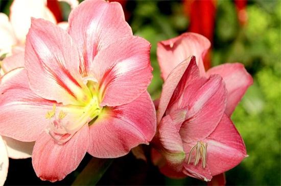 粉色百合花代表什么花语