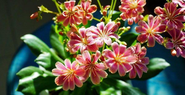 春天的花有哪些花开放