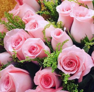 9朵粉玫瑰的花语是什么意思 了解玫瑰代表的含义