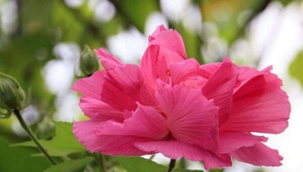 芙蓉树几月开花结果