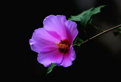 蓝色木槿花花语是什么 了解木槿花代表的含义