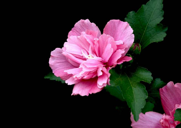 蓝色木槿花花语是什么