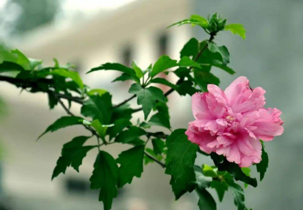 蓝色木槿花花语是什么