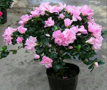 夏天怎样养杜鹃花 盆栽杜鹃花养护知识