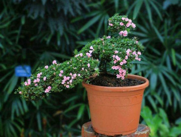 夏天怎样养杜鹃花